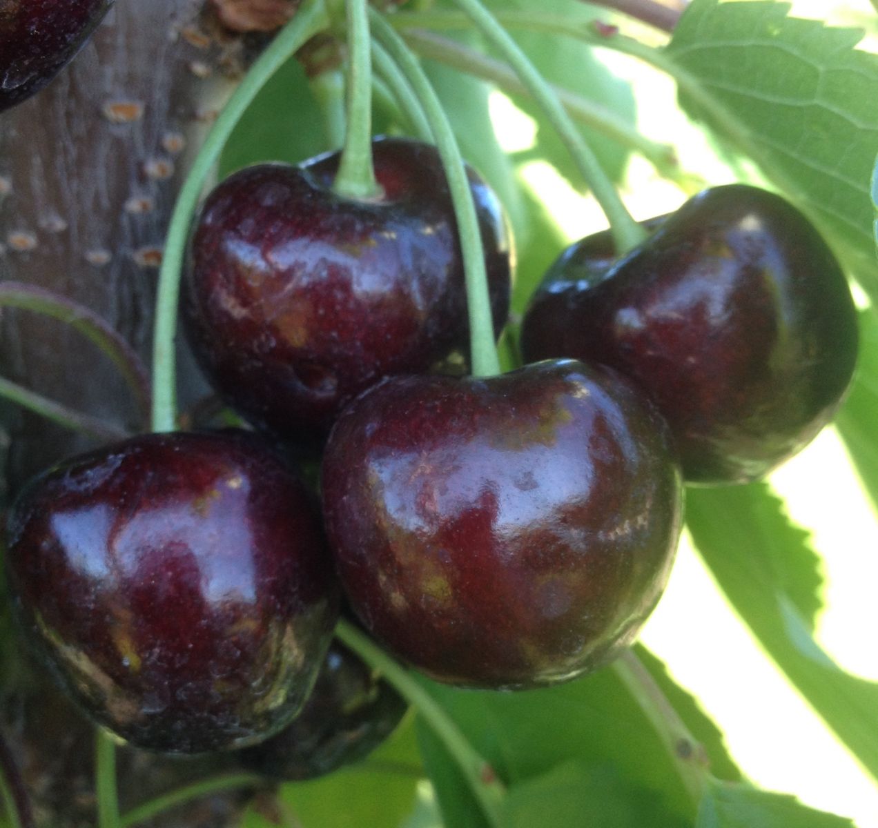 Cherry Varieties Bc Tree Fruit Production Guide